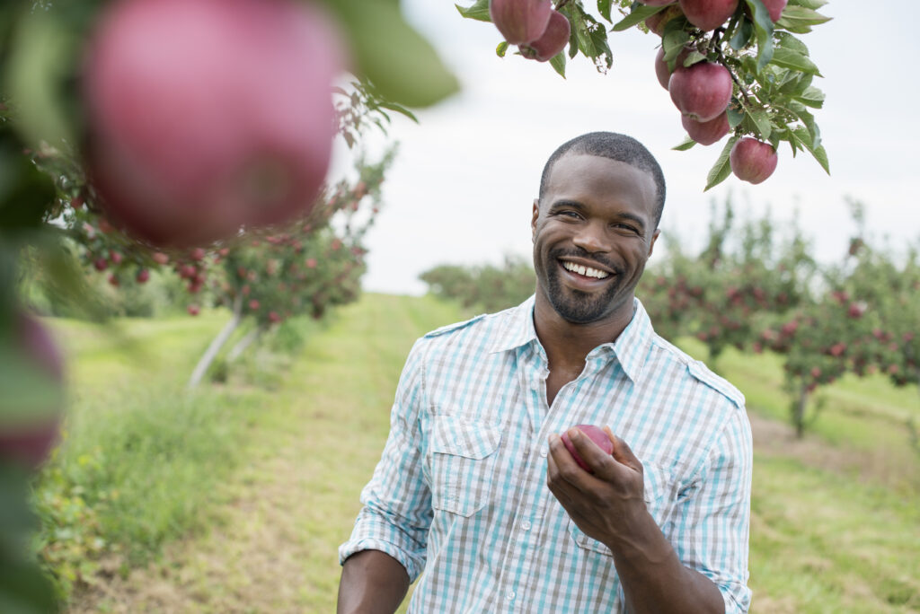 On the Farm,An organic apple tree orchard. A man picking the ripe red apples.